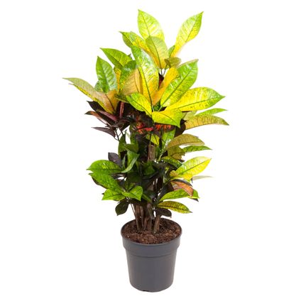 Codiaeum variegatum 'Mrs. Iceton' - Croton - Pot 19cm - Hoogte 60-70cm
