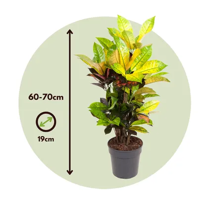 Codiaeum variegatum 'Mrs. Iceton' - Croton - Pot 19cm - Hoogte 60-70cm 2