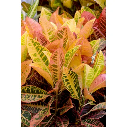 Codiaeum variegatum 'Mrs. Iceton' - Croton - Pot 19cm - Hoogte 60-70cm 3