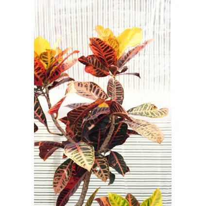 Codiaeum variegatum 'Mrs. Iceton' - Croton - Pot 19cm - Hoogte 60-70cm 6