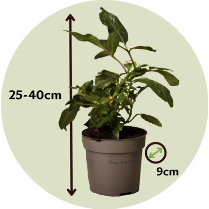 Solanum 'Pepino gold' - Meloenpeer - Set van 6 - Pot 9cm - Hoogte 25-40cm 2