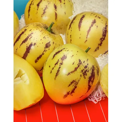 Solanum 'Pepino gold' - Meloenpeer - Set van 6 - Pot 9cm - Hoogte 25-40cm 3