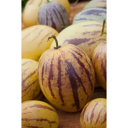 Solanum 'Pepino gold' - Meloenpeer - Set van 6 - Pot 9cm - Hoogte 25-40cm 4