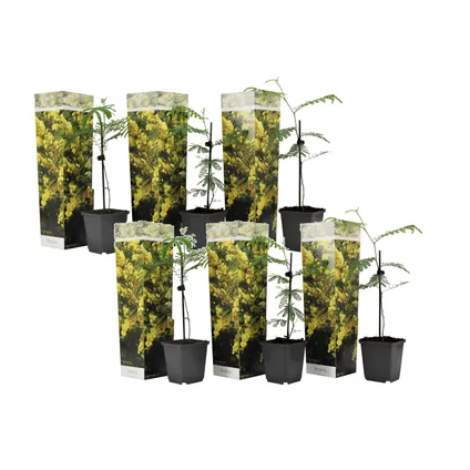 Acacia dealbata Mimosa - Set van 6 - Struik - Pot 9cm - Hoogte 25-40cm