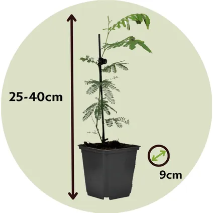 Acacia dealbata Mimosa - Set van 6 - Struik - Pot 9cm - Hoogte 25-40cm 2