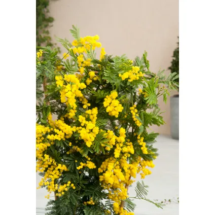 Acacia dealbata Mimosa - Set van 6 - Struik - Pot 9cm - Hoogte 25-40cm 5