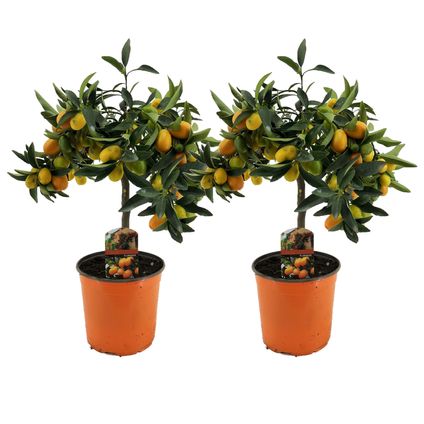 Citrus Kumquat - Set van 2 - Citroenboom winterhard - Pot 19cm - Hoogte 50-60cm