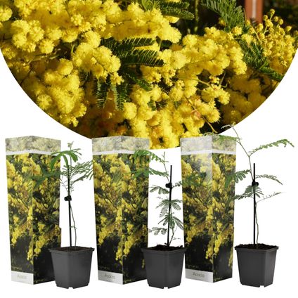 Acacia dealbata Mimosa - Set van 3 - Struik - Pot 9cm - Hoogte 25-40cm