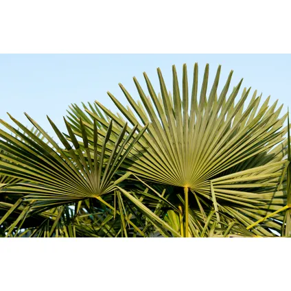 Trachycarpus Fortunei - Waaierpalmboom - Pot 21cm - Hoogte 65-75cm 3