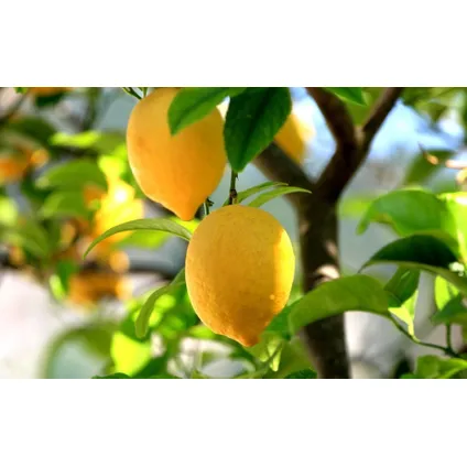 Citrus Limon XL stam - Citroenboom - Set van 2 - Pot 19cm - Hoogte 100-120cm 3
