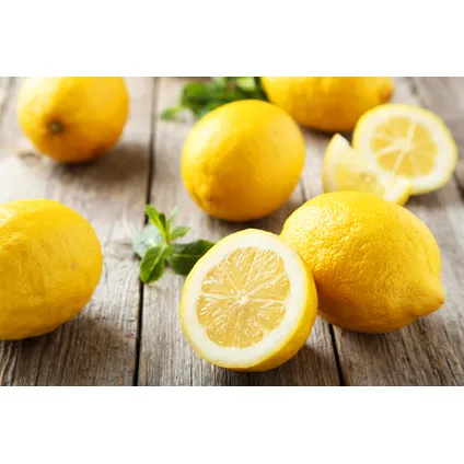 Citrus Limon XL tige - Citronnier - Set de 2 - Pot 19cm - Hauteur 100-120cm 4