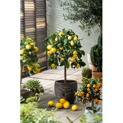 Citrus Limon XL tige - Citronnier - Set de 2 - Pot 19cm - Hauteur 100-120cm 6