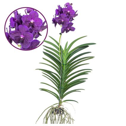 Vanda Velvet Blackberry - Orchidée en fleur - Hauteur 80-90cm