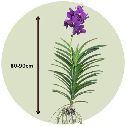 Vanda Velvet Blackberry - Orchidée en fleur - Hauteur 80-90cm 2