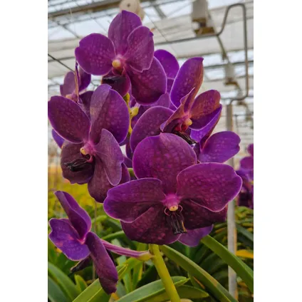 Vanda Velvet Blackberry - Orchidée en fleur - Hauteur 80-90cm 3