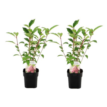 Hydrangea paniculata Vanille-Fraise - Set van 2 - Pot 17cm - Hoogte 25-40cm