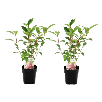 Hydrangea paniculata 'Vanille-Aardbei' - Set van 2 - Pot 17cm - Hoogte 25-40cm