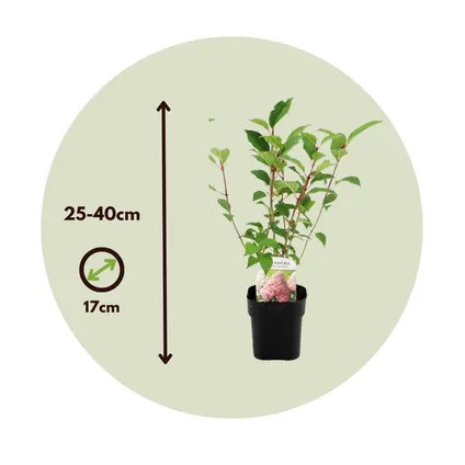 Hydrangea paniculata 'Vanille-Aardbei' - Set van 2 - Pot 17cm - Hoogte 25-40cm 2