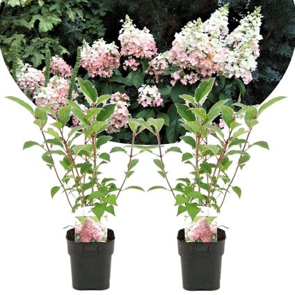 Hydrangea paniculata 'Diamant' - Hortensia - Lot de 2 - Pot 17cm - Hauteur 30cm