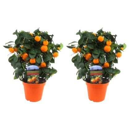 Citrus Calamondin op rek - Set van 2 - Mandarijn - Pot 14cm - Hoogte 35-40cm