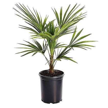 Trachycarpus Fortunei - Waaierpalmboom - Pot 15cm - Hoogte 35-45cm