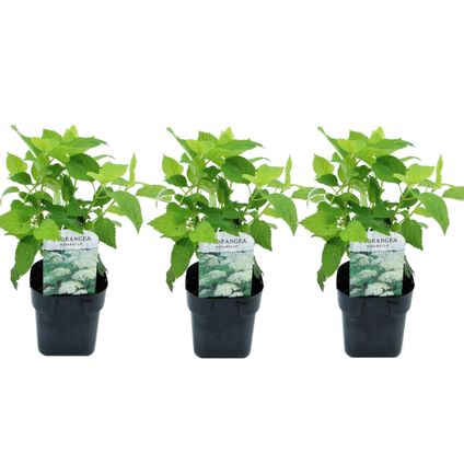 Hydrangea arborescens Annabelle - Set van 3 - Pot 17cm - Hoogte 30-40cm