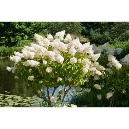 Hydrangea paniculata 'Grandiflora' - x2 - hortensia - Pot 17cm - Hoogte 30cm 4