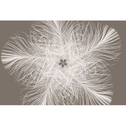 Komar fotobehang Federstern taupe grijs - 368 x 248 cm - 611117