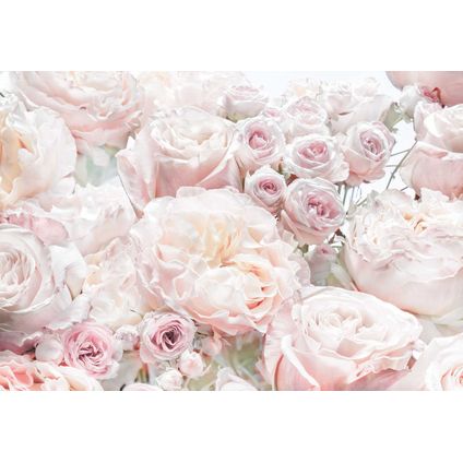 Komar papier peint panoramique Spring Roses rose clair - 368 x 254 cm - 611041
