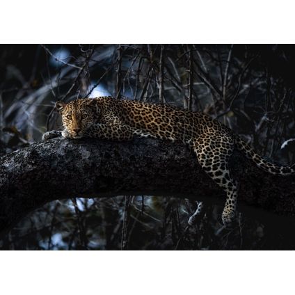 Komar fotobehangpapier Panthera zwart - 400 x 280 cm - 610827