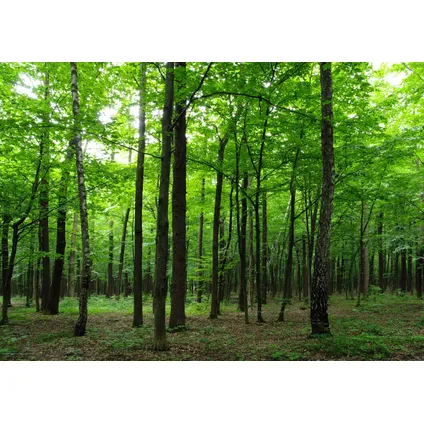 Sanders & Sanders fotobehang bosrijk landschap groen - 360 x 254 cm - 600401