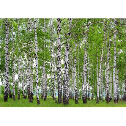 Sanders & Sanders fotobehang bosrijk landschap groen - 360 x 254 cm - 600384