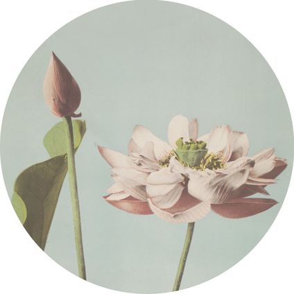 ESTAhome papier peint panoramique rond adhésif fleur de lotus vieux rose et bleu gris - Ø 70 cm