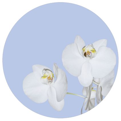 Sanders & Sanders zelfklevende behangcirkel bloemen lichtblauw en wit - Ø 70 cm
