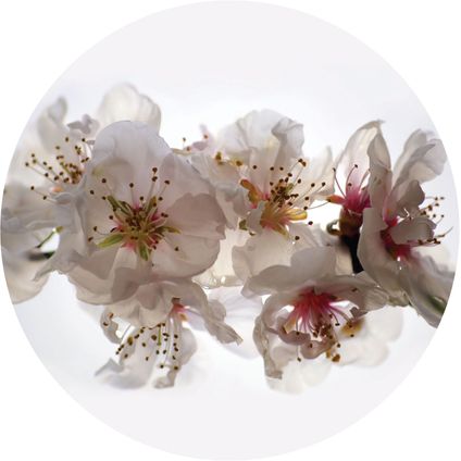 Sanders & Sanders zelfklevende behangcirkel bloemen wit en roze - Ø 140 cm - 601130