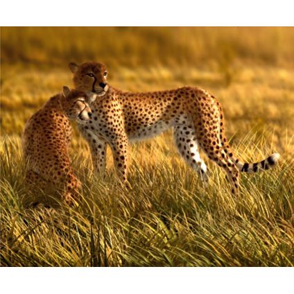 Sanders & Sanders fotobehangpapier luipaard beige - 360 x 270 cm - 600467