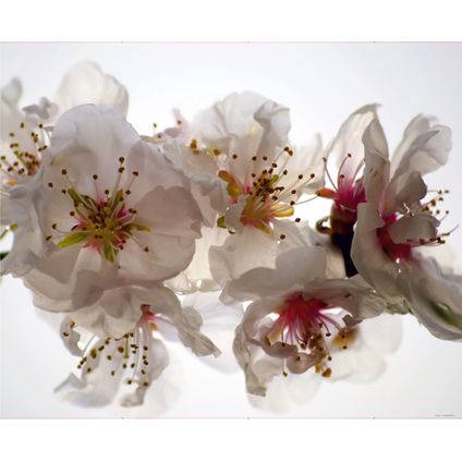 Sanders & Sanders fotobehang bloemen wit en roze - 360 x 270 cm - 600459