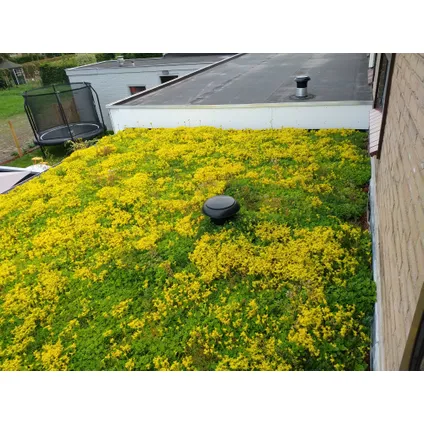 Système de toit vegetalisé leger - 1 m2 - 3 couches - 8 à 12 espèces végétales 4