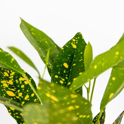 Codiaeum variegatum 'Sunny Star' - Croton par pièce - Plante d'intérieur dans le pot de culture ⌀12 - ↕15-25 cm 3