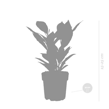 Codiaeum variegatum 'Sunny Star' - Croton par pièce - Plante d'intérieur dans le pot de culture ⌀12 - ↕15-25 cm 4