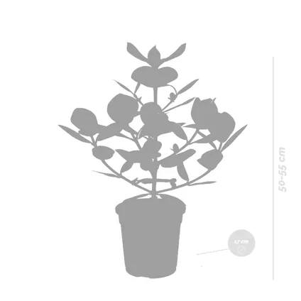 Clusia Rosea Princess - Varkensboom - Pot 17 cm - Hoogte 55 cm 3