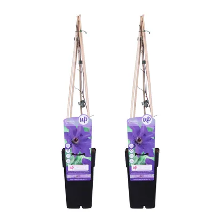 2x Clematis The President – Paarse Bosrank – ⌀15 cm - ↕60-70 cm 2