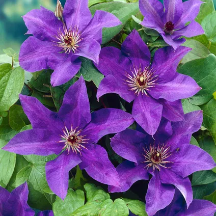 2x Clematis The President – Paarse Bosrank – ⌀15 cm - ↕60-70 cm 3
