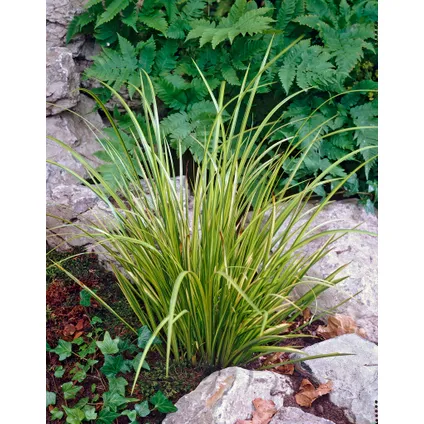 Acorus 'Ogon' - Dwergkalmoes - Vijverplant - Wintergroen - ⌀9 cm - ↕10-20 cm 2