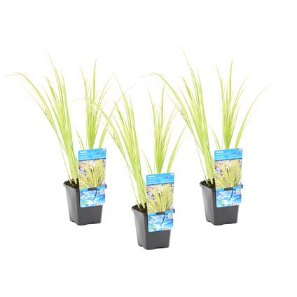 3x Acorus 'Ogon' - Dwergkalmoes - Vijverplant - Wintergroen - ⌀9 cm - ↕10-20 cm