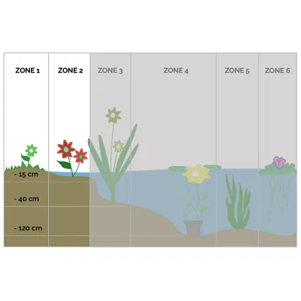 Dwergkalmoes 3x - vijverplant - potmaat 9 cm - hoogte 10-20 cm 3