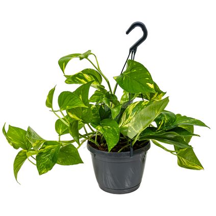 Scindapsus 'Aureum' dans un seul pot suspendu - Epipremnum - Plante d'intérieur ⌀17 cm - ↕25 cm