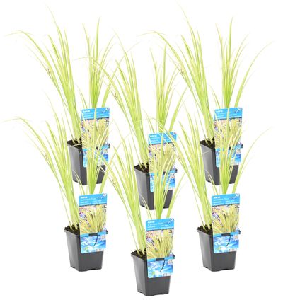 Dwergkalmoes 6x - vijverplant - potmaat 9 cm - hoogte 10-20 cm