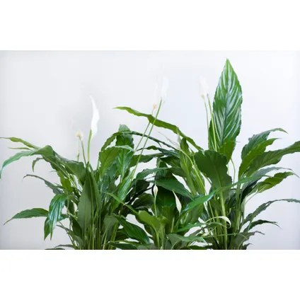 Spathiphyllum Lima - Lepelplant - Pot 17cm - Hoogte 60-75cm 5