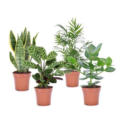 Plantes d'intérieur 'Easy Care' - Set de 4 - Pot 12cm - Hauteur 25-40cm